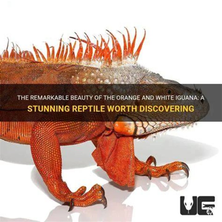 Discovering the Enigmatic Orange Iguana: A Vibrant Addition to the Reptile Kingdom